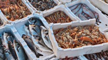 أسعار الأسماك اليوم الجمعة 29-3-2024