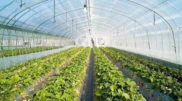 “الزراعة” تستعرض جهود تحقيق التنمية الزراعية في سيناء