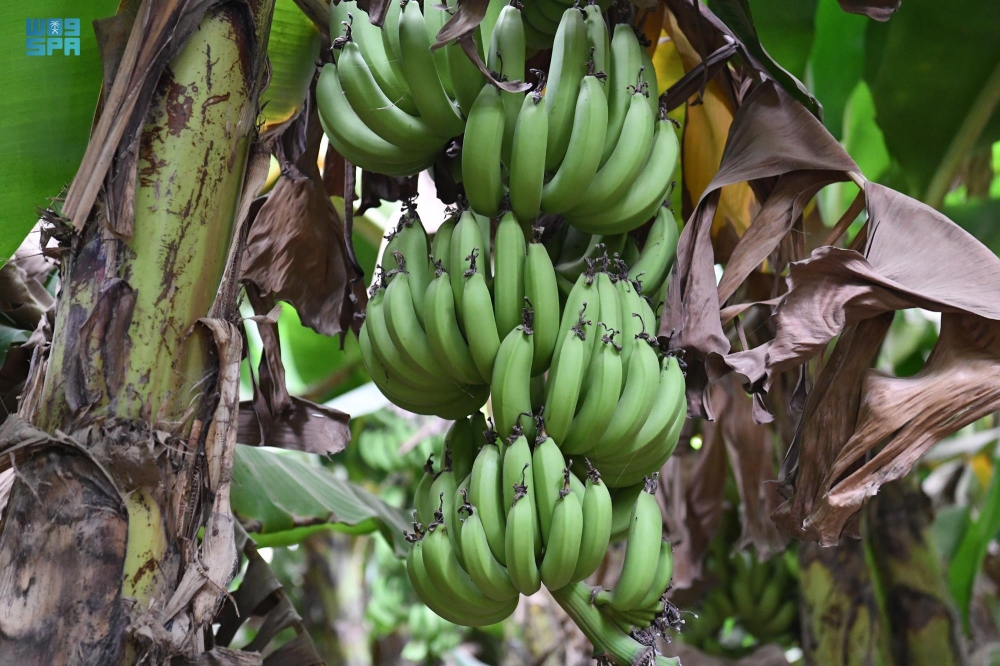 “البيئة” تنجح في توطين شتلات الموز بالأنسجة للمساھمة في الناتج المحلي